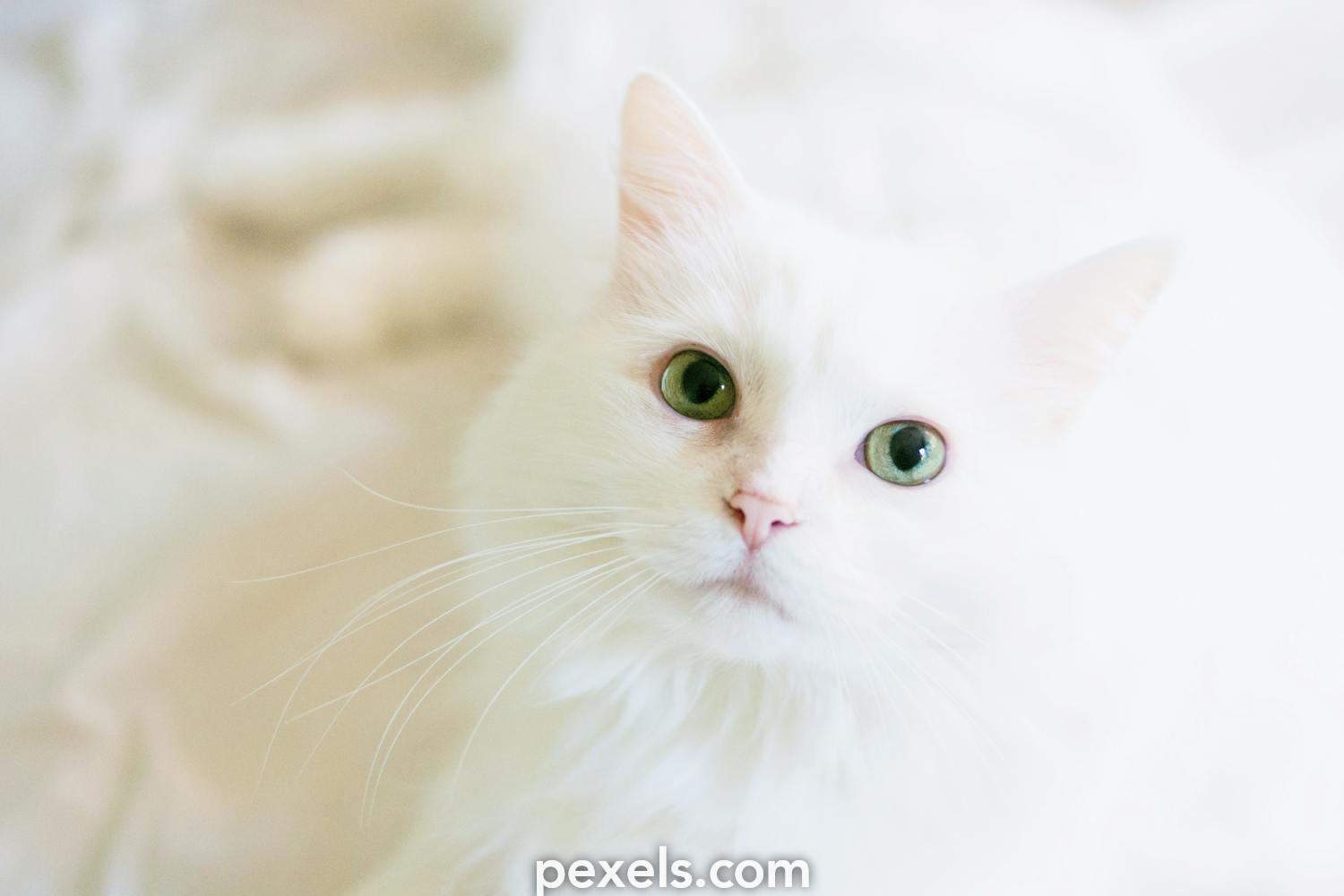 Các loại hình mèo trắng đẹp nhất cho phòng khách của bạn