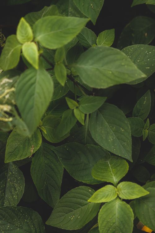 Free A detailed close-up of vibrant green leaves, perfect for nature-themed projects. Stock Photo