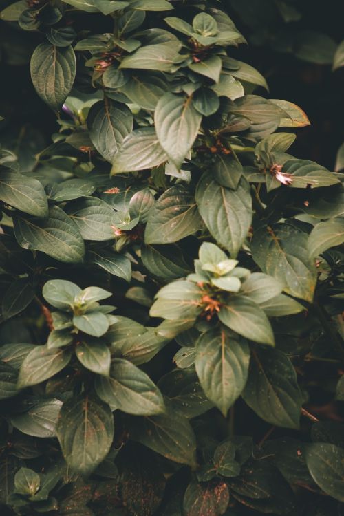 Free Close-up of lush green basil leaves captured in natural setting, vibrant with life. Stock Photo