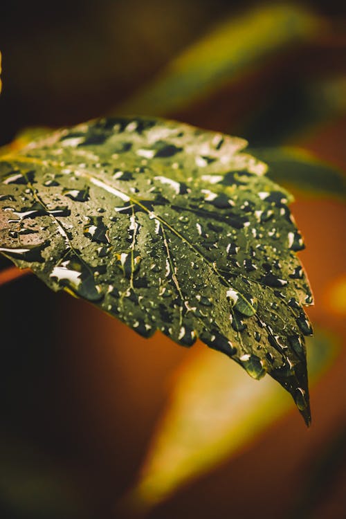 Close Up Photo of a Wet Green Leaf