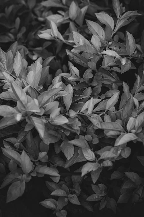Immagine gratuita di bellissimo, foglie verdi, fotografia di piante