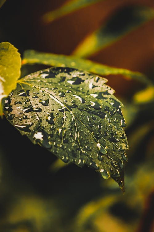 Wet Green Leaf in Close Up Photography