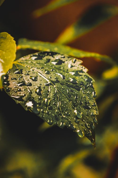 Free Detailed close-up of a green leaf with dew drops, reflecting morning freshness and natural beauty. Stock Photo