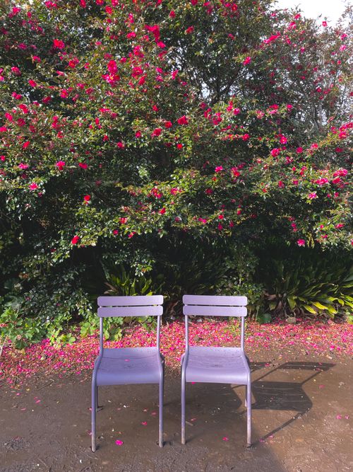 Free stock photo of camellia Stock Photo
