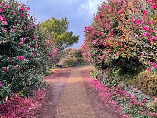 Free stock photo of camellia Stock Photo