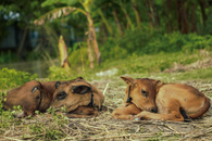 Brown Short Coated Dog Lying on Brown Grass