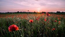 春天日落时分的天空令人惊叹，宁静的景观中绽放着充满活力的红色罂粟花