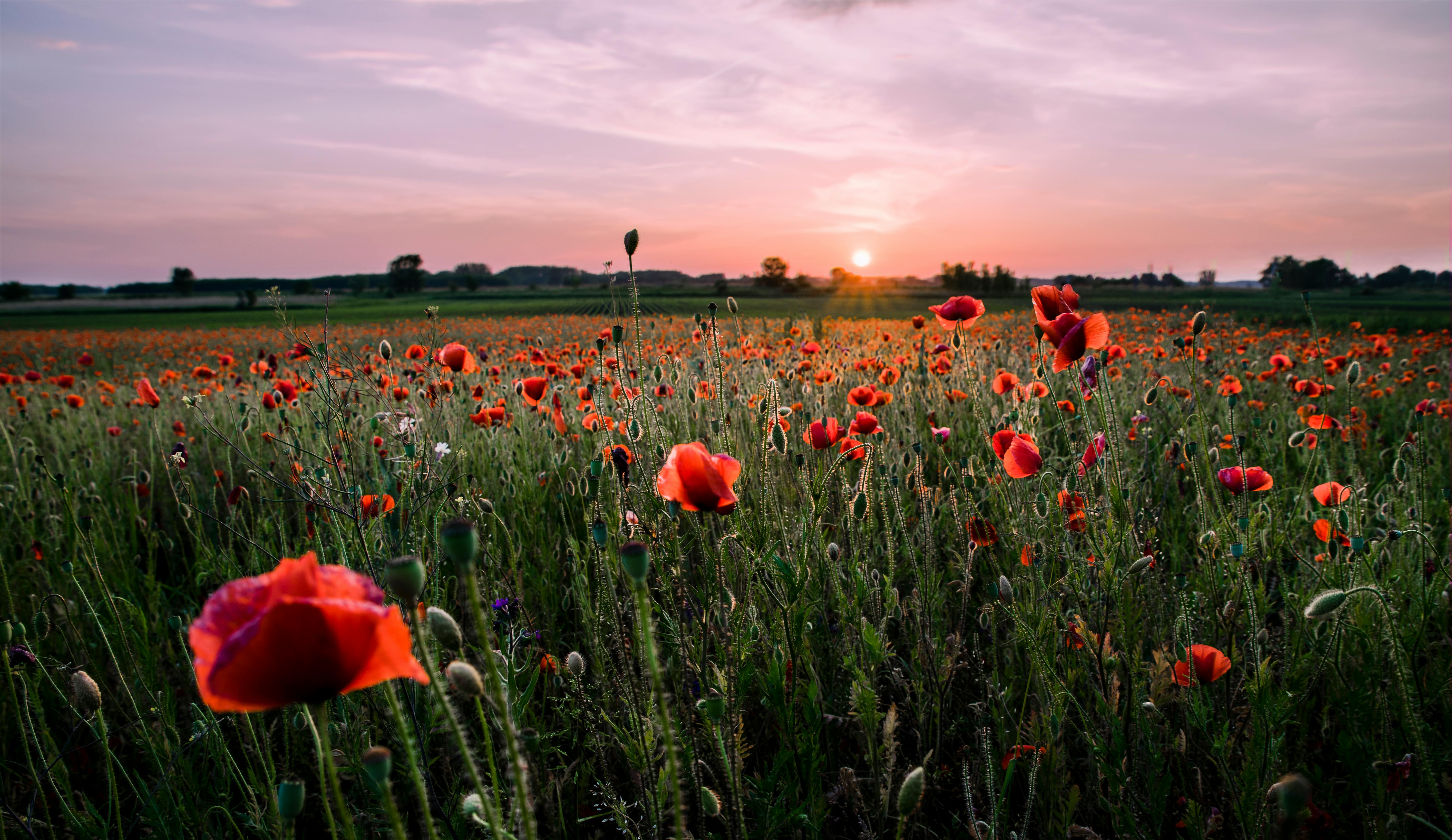 Field of Red Petaled Flowers · Free Stock Photo