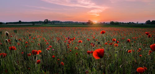 Red Pealed Flowers in Bloom