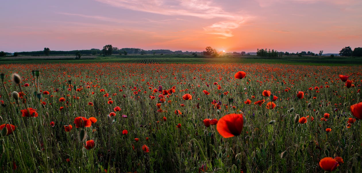 Gratis lagerfoto af agerjord, bane, blomst