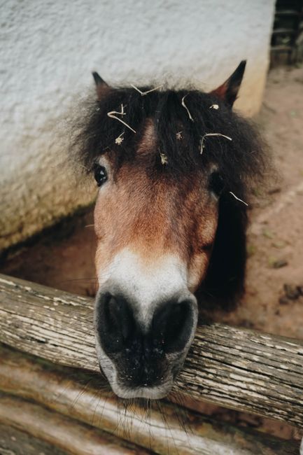 Charming close-up of a pony's face peeking over a wooden fence, capturing its expressive features.