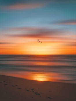 Serene beach sunrise with silhouette of flying seagull in Brisbane, Australia.