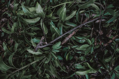 Green Leaves of a Plant and  Brown Tree Branch in Close-up Photography