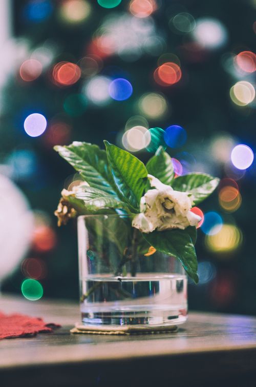 Free stock photo of christmas Stock Photo
