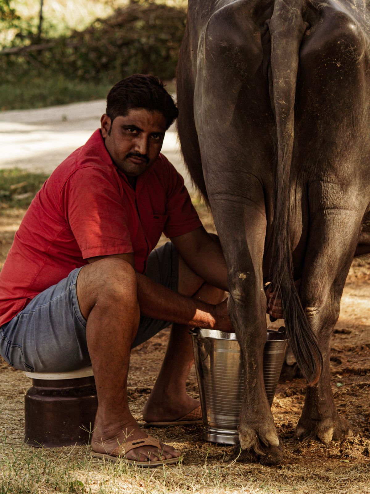 A farmer milking a dairy buffalo by hand, representing Anand's Amul dairy co-operative economy