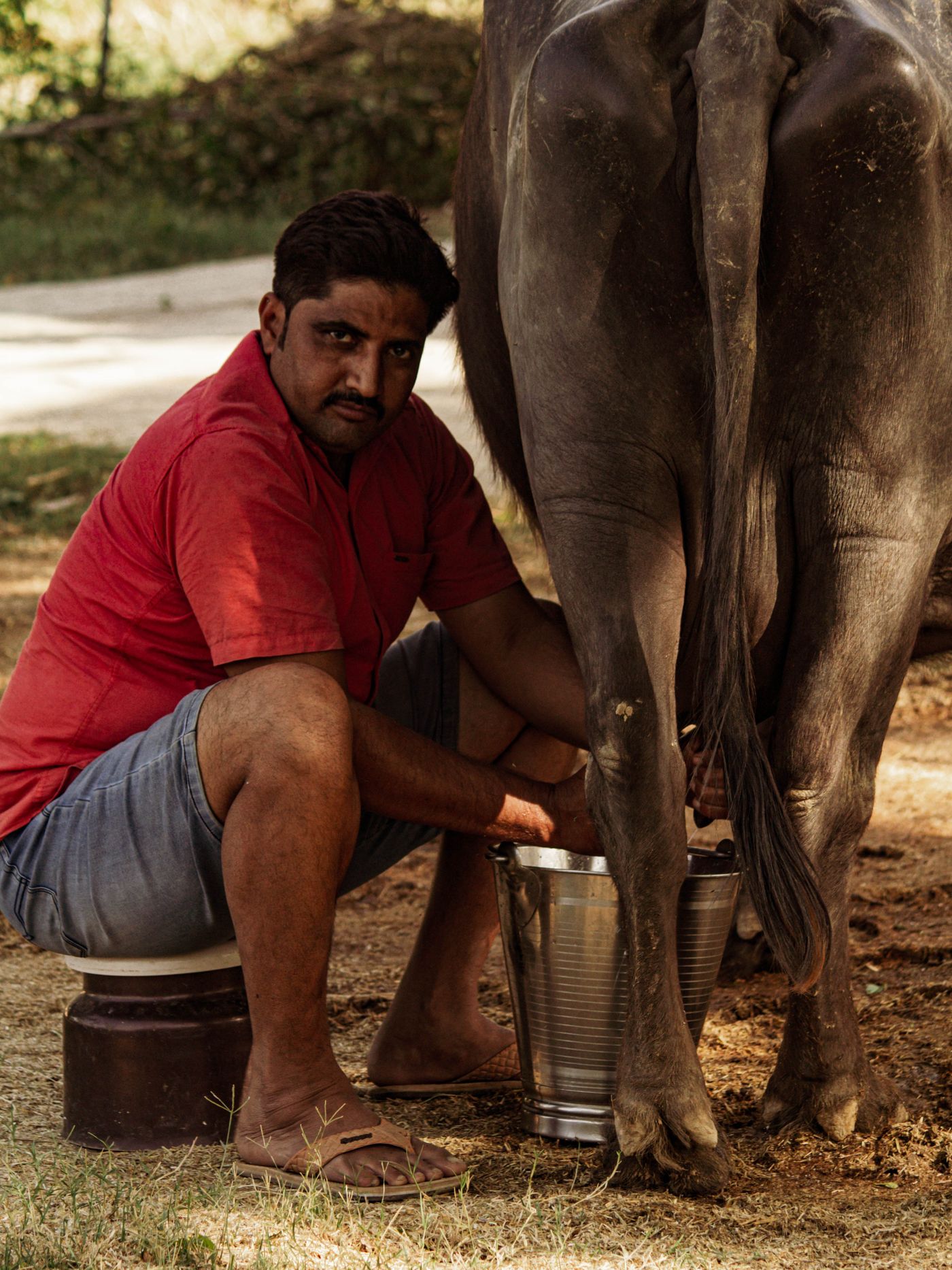 Founder with cow