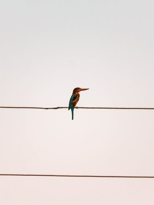 Gratis lagerfoto af fuglfotografi, kabel, lodret skud