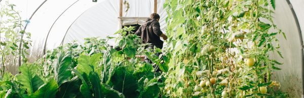 Healthy pest-free garden plants