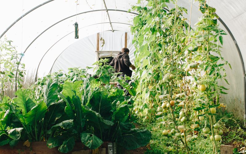 Vibrant green hemp leaves for organic gummy production