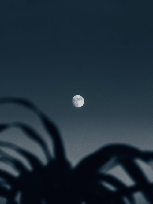 Free Full Moon and Silhouette of Plant  Stock Photo