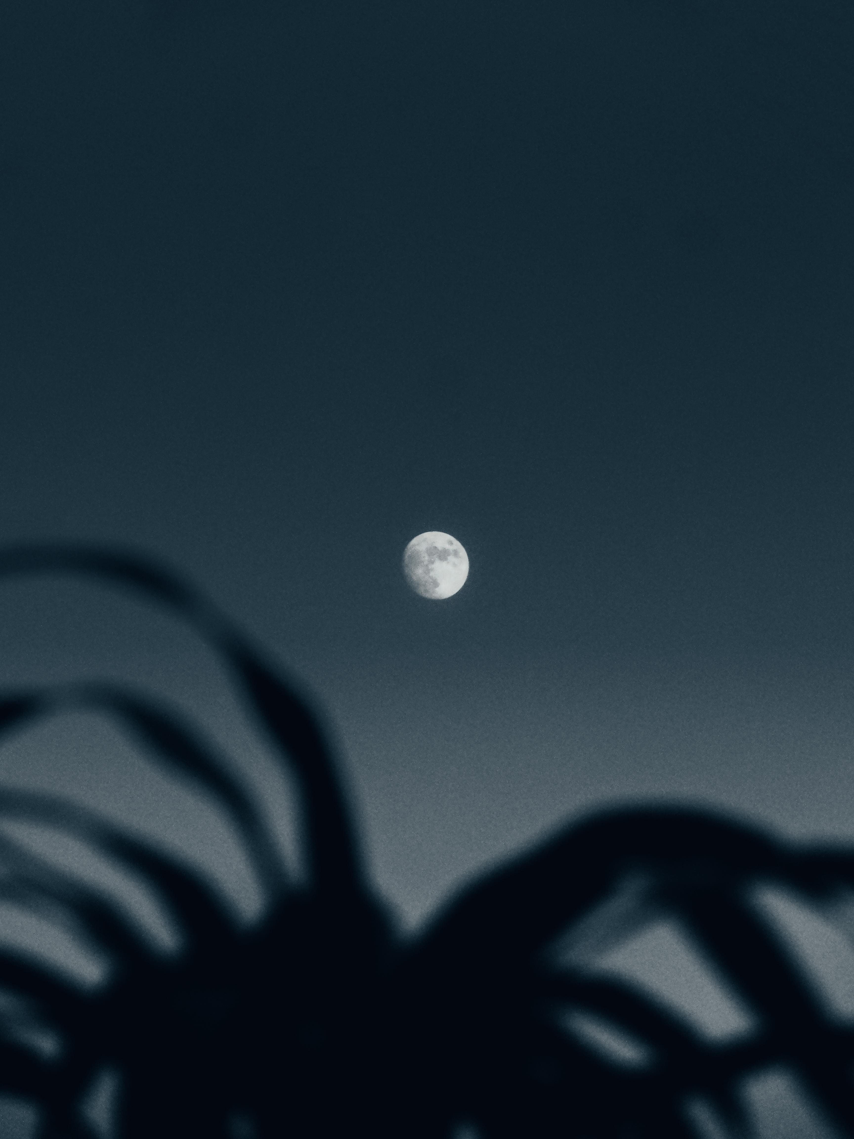Back View of a Man Looking at the Moon · Free Stock Photo Back View of a Man Looking at the Moon · Free Stock Photo