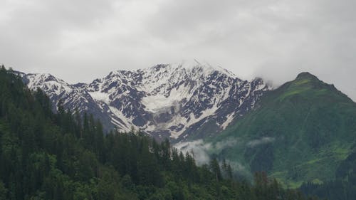 Free Forest and Snowcapped Mountains  Stock Photo