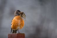 Close-up of an American Robin