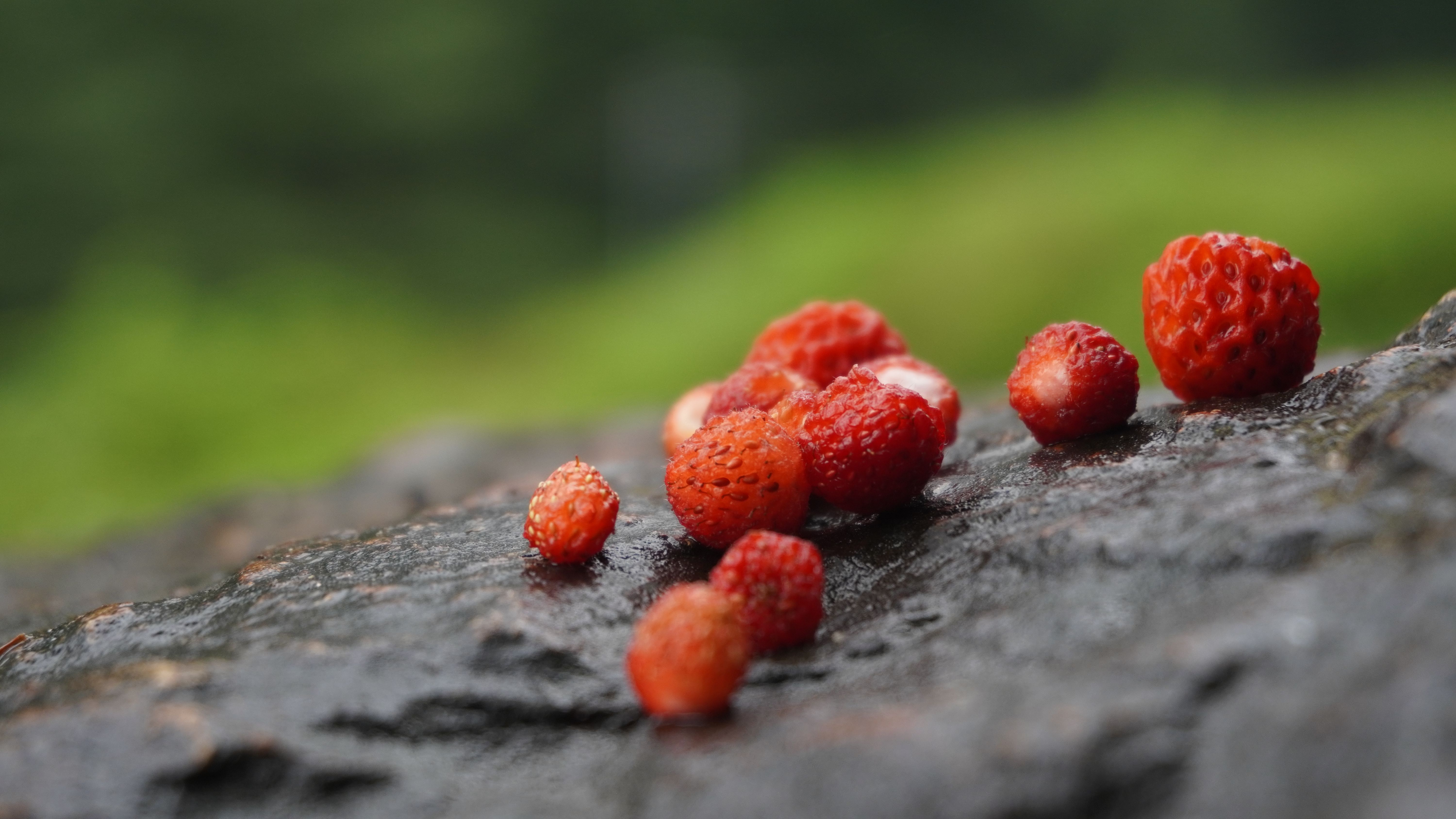 Proteína FvTFL1 inverte o controle do florescimento pela luz em morango silvestre