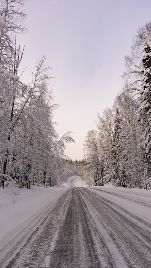 Ücretsiz ağaçlar, arazi, buz içeren Ücretsiz stok fotoğraf Stok Fotoğraflar