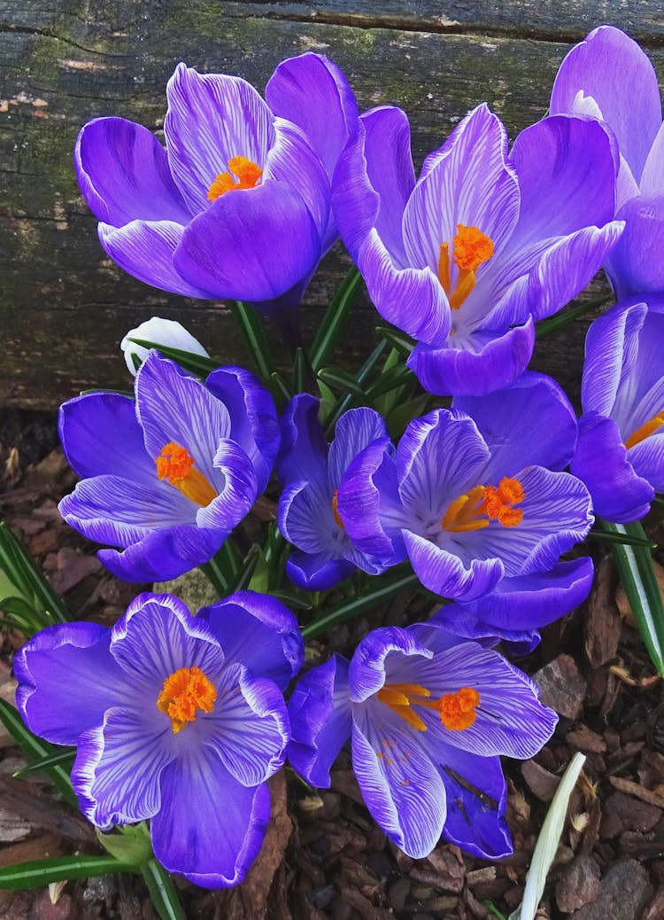 Close-up Of Crocus Vernus