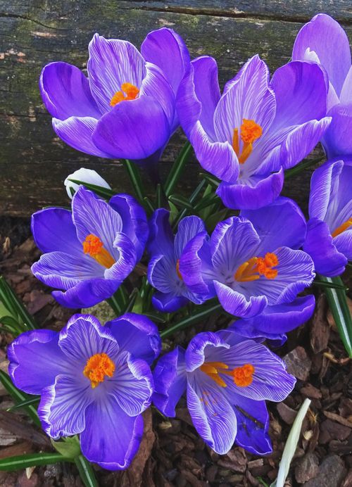 Free Close-up of vibrant purple crocuses blooming in a spring garden, showcasing their striking colors. Stock Photo