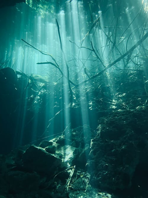 Sunlight Over Twigs and Rubble Underwater