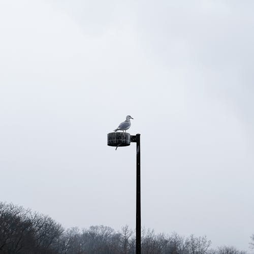 Photos gratuites de aigle, animal, brouillard