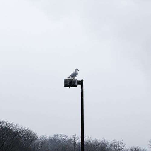 Free A solitary seagull perched on a lamp post amidst a misty landscape with bare trees. Stock Photo
