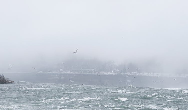 Birds Flying Over Sea