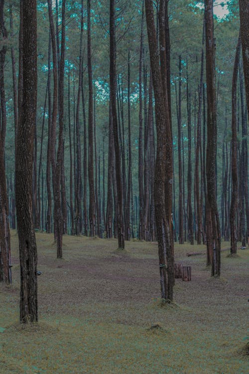 나무 줄기, 삼림지대, 수직 쐈어의 무료 스톡 사진