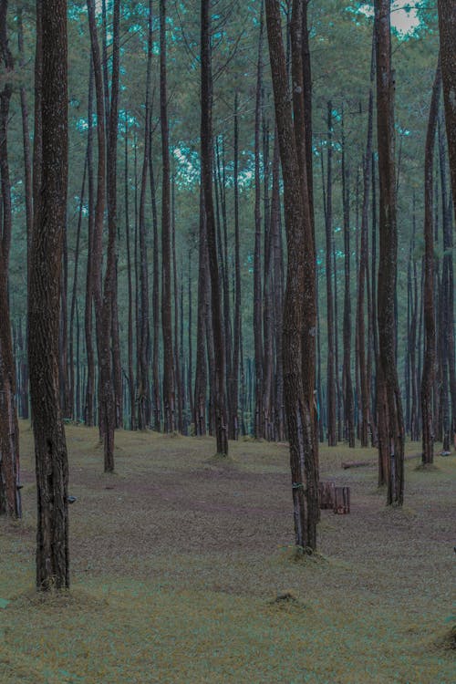 A Forest with Tall Trees