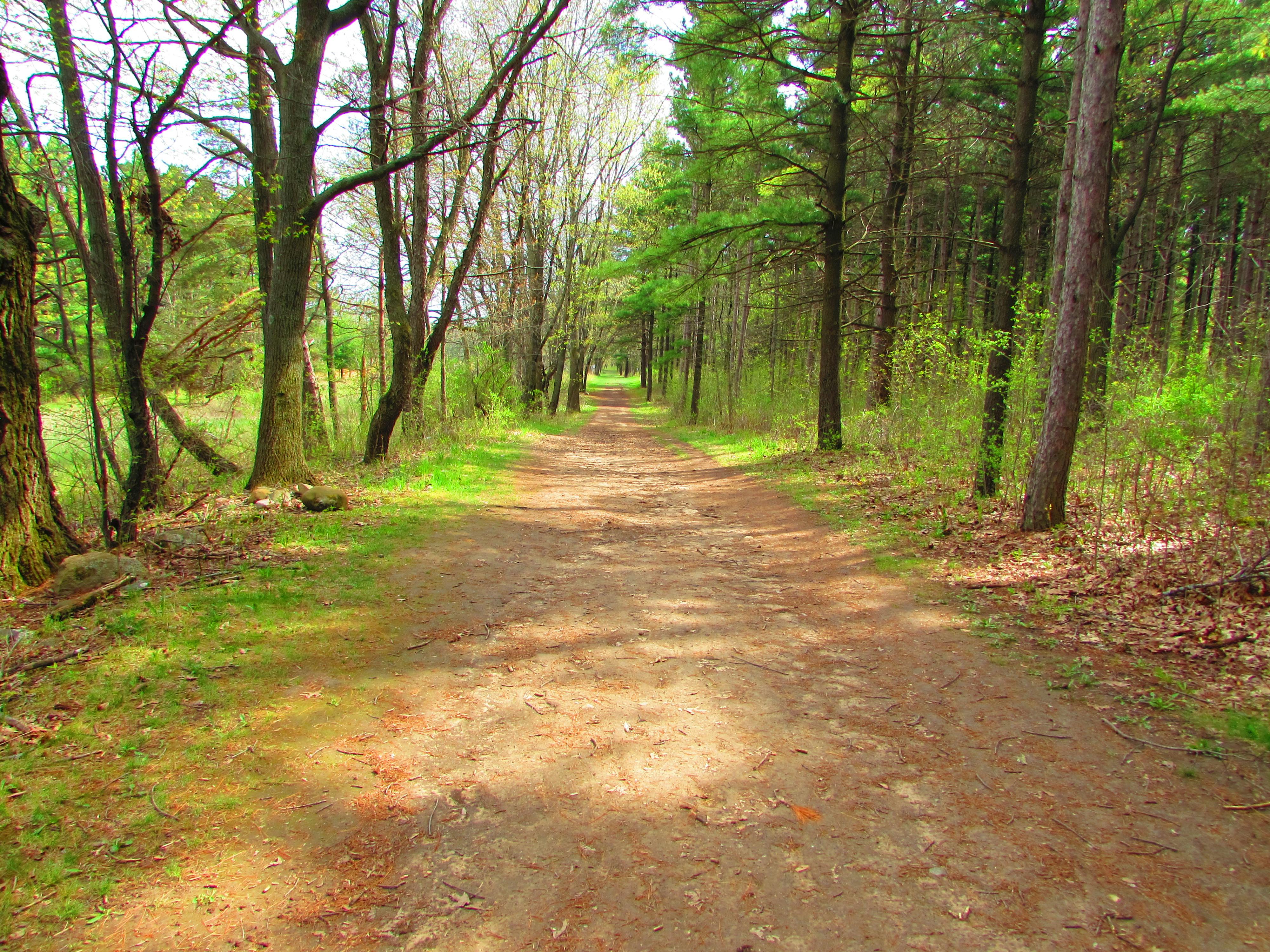 Free stock photo of forest path, nature trail, path