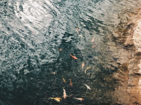 Serene overhead shot of colorful koi fish swimming in a tranquil pond, ideal for nature and tranquility themes.