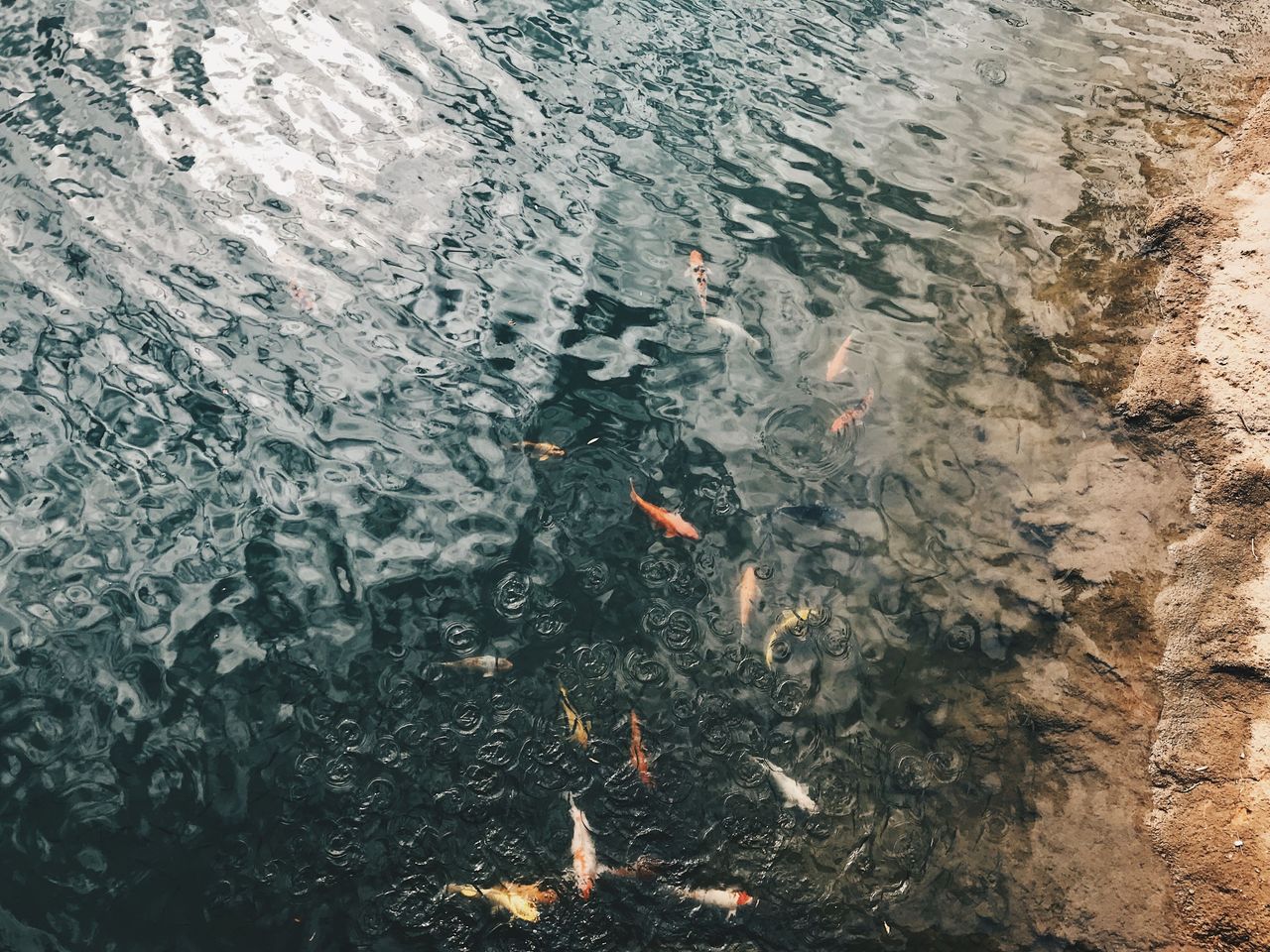 serene overhead shot of colorful koi fish swimming in a tranquil pond