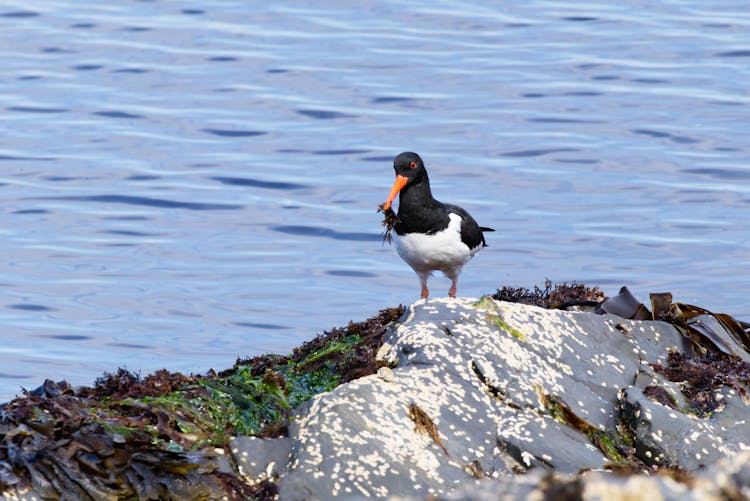 An Oystercatcher Near A Body Of Water