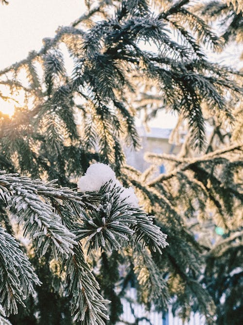 Kostnadsfri bild av 4k tapeter, bakgrundsbilder mac, frost