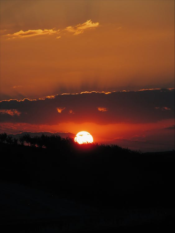 Silhouette of Trees during Sunset