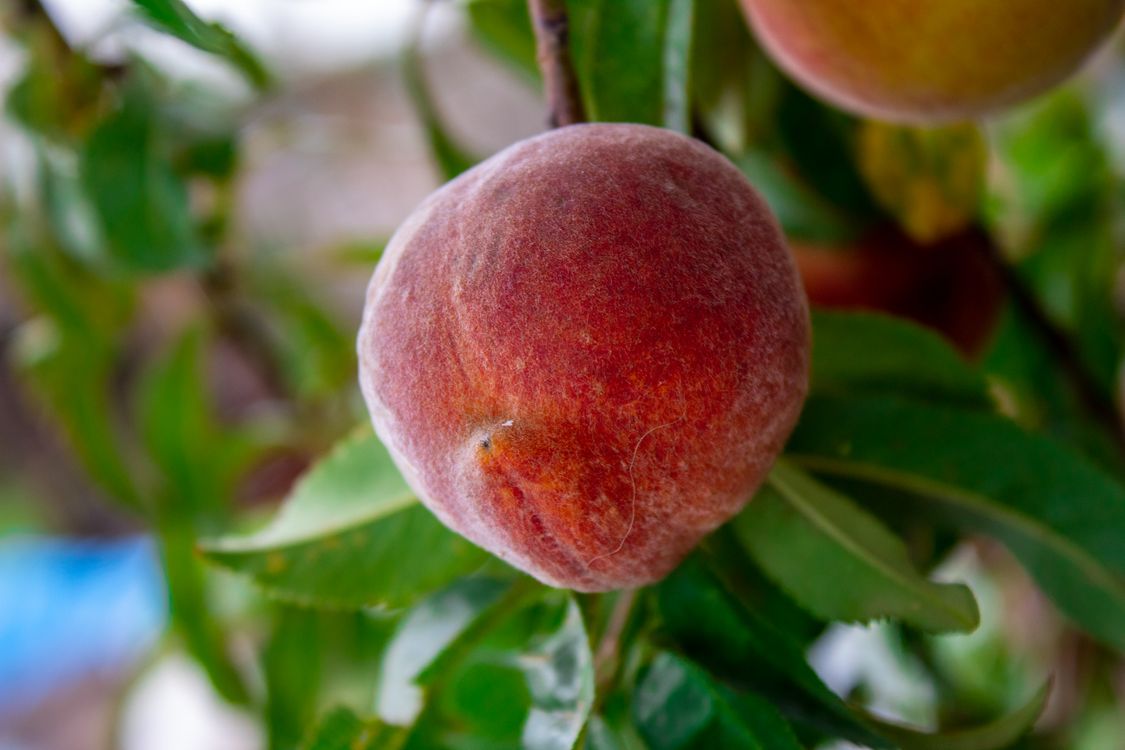 Close Up Photo Of A Peach Fruit Free Stock Photo close-up-photo-of-a-peach-fruit-free-stock-photo