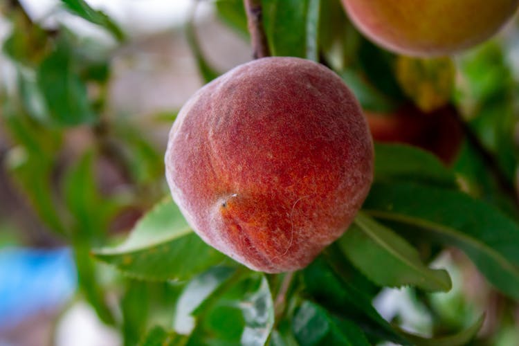 Close Up Photo Of A Peach Fruit