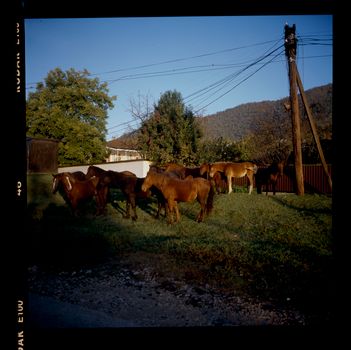 Brown Horses on Green Grass Field