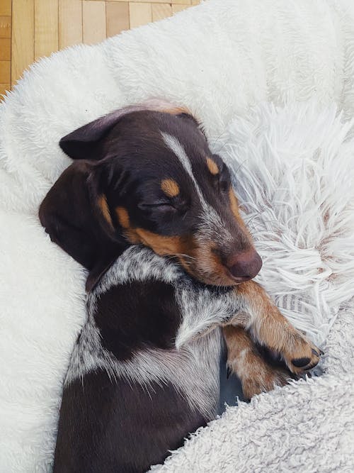 Dog Sleeping on White Fur Bed