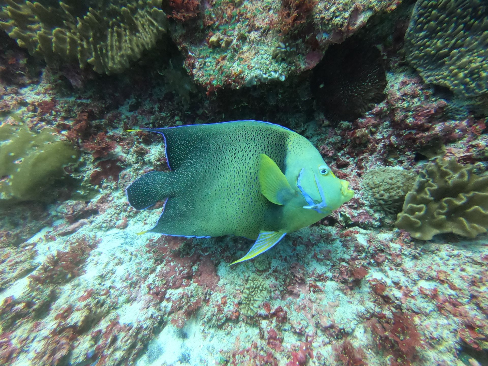 Colorful angelfish swimming amongst coral in a vivid underwater scene, capturing marine beauty.