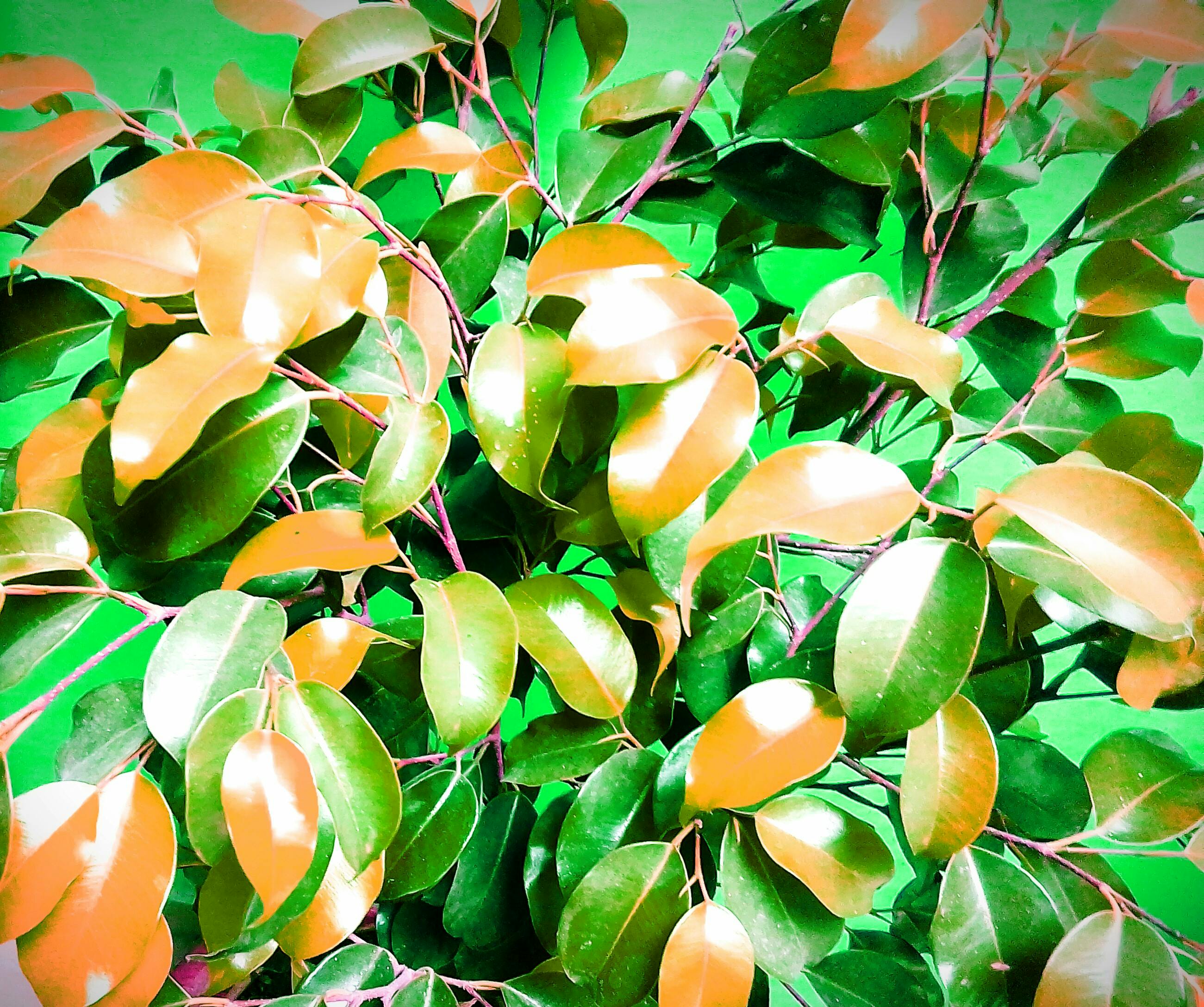 Free stock photo of desktop wallpaper, green leaf, leafs