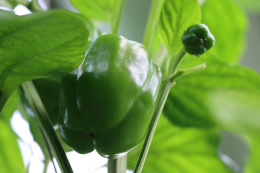 green bell pepper image 4